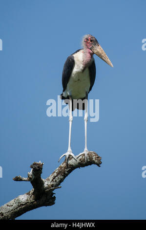 Marabou Storch, Leptoptilos Crumeniferus, Serengeti Nationalpark, Tansania Stockfoto