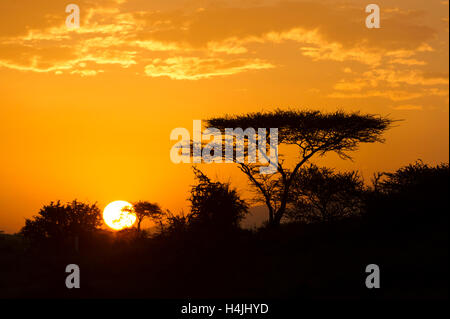 Sonnenuntergang über Akazie Busch, Serengeti Nationalpark, Tansania Stockfoto