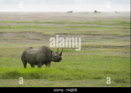 Schwarze Nashorn (Diceros Bicornis), Ngorongoro Crater, Tansania Stockfoto
