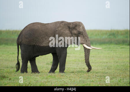 Afrikanischer Elefant (Loxodonta Africana Africana), Ngorongoro Crater, Tansania Stockfoto