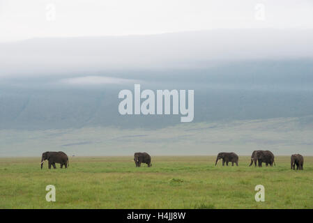 Herde von afrikanischen Elefanten (Loxodonta Africana Africana), Ngorongoro Crater, Tansania Stockfoto