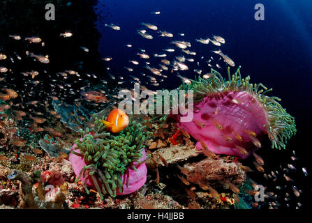 Malediven-Anemonenfische (Amphiprion Nigripes) in rosa herrliche See-Anemone (Heteractis Magnifica), Malediven, Indischer Ozean Stockfoto