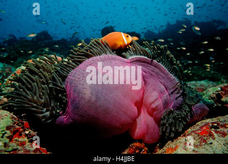 Malediven-Anemonenfische (Amphiprion Nigripes) in rosa herrliche See-Anemone (Heteractis Magnifica), Malediven, Indischer Ozean Stockfoto