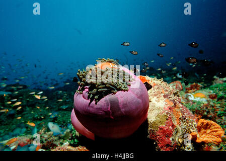 Malediven-Anemonenfische (Amphiprion Nigripes) in rosa herrliche See-Anemone (Heteractis Magnifica), Malediven, Indischer Ozean Stockfoto