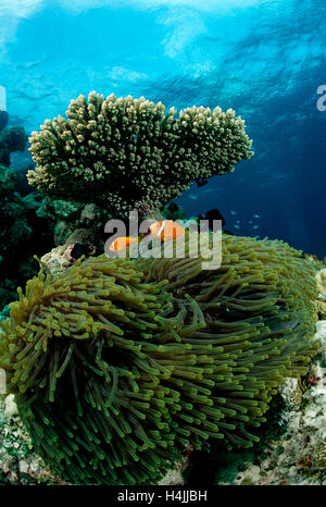 Malediven-Anemonenfische (Amphiprion Nigripes) im herrlichen Meeresanemone (Heteractis Magnifica), Malediven, Indischer Ozean Stockfoto