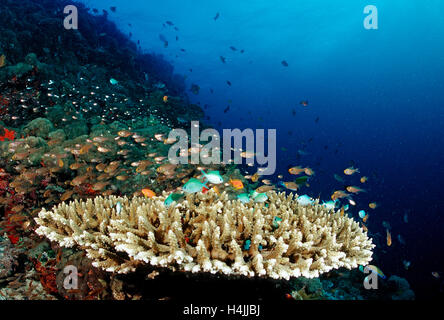 Grüne Chromis (Chromis Viridis) auf dem Korallenriff, Malediven, Indischer Ozean Stockfoto