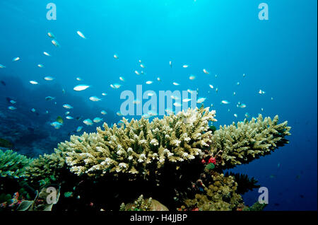 Grüne Chromis (Chromis Viridis) auf dem Korallenriff, Indischer Ozean, Malediven Stockfoto