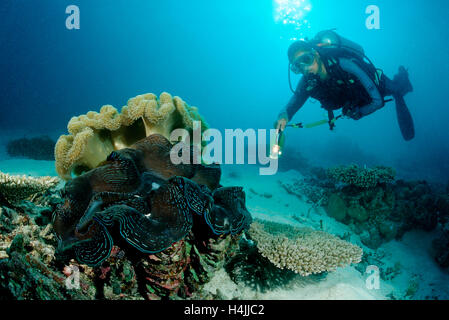 Taucher und geriffelt Riesenmuschel (Tridacna Squamosa), Indischer Ozean, Malediven Stockfoto