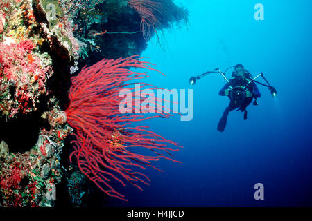 Taucher und rote Peitsche Korallen (Ellisella Ceratophyta), Palau, Mikronesien, Pazifik Stockfoto