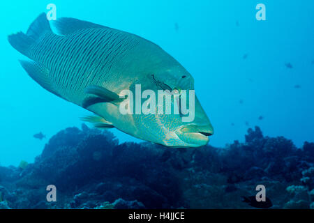 Napoleonfish oder Buckelwale-Lippfisch (Cheilinus Undulatus), blaue Ecke, Palau, Mikronesien Stockfoto