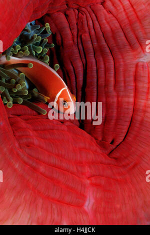 Orange-Fin Anemonenfische oder Orange-Fin Clownfische (Amphiprion Chrysopterus), Palau, Mikronesien, Pazifik Stockfoto