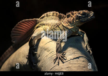 Philippine Segelkärpflinge Eidechse (Hydrosaurus Pustulatus), in Gefangenschaft, Deutschland Stockfoto