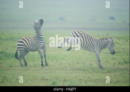 Burchell Zebras kämpfen (Equus Burchellii), Ngorongoro Crater, Tansania Stockfoto