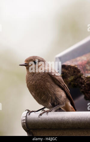 Weiblicher Hausrotschwanz (Phoenicurus Ochruros Gibraltariensis) Stockfoto