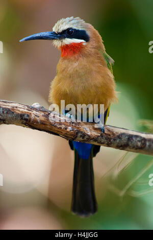 White-fronted Bienenfresser (Merops Bullockoides) Stockfoto