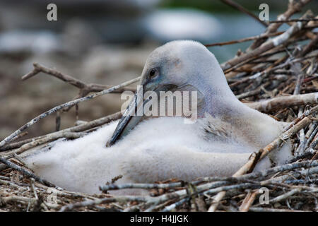 Krauskopfpelikan (Pelecanus Crispus), juvenile Stockfoto