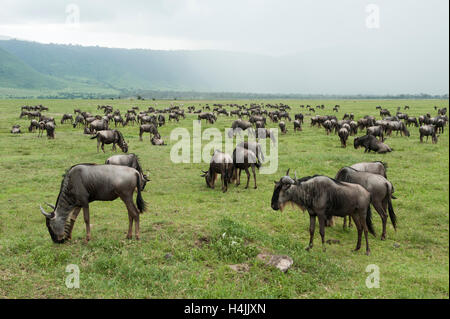 Blaue Gnus mit Neugeborenen Kalb (Connochaetes Taurinus), Ngorongoro Crater, Tansania Stockfoto