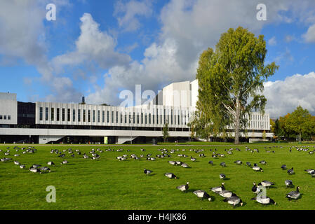 Herde von Weißwangengans (Branta Leucopsis) auf Feld auf Hintergrund der Finlandia-Halle Stockfoto