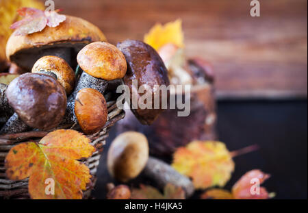 Herbstlichen wilden Wald essbare Pilze (Steinpilze) in Korb Stockfoto