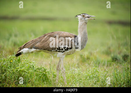 Kori Bustard (Ardeotis Kori), Ngorongoro Crater, Tansania Stockfoto