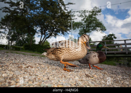 Niedrigen Sie Winkel Ansicht der Stockente (Anas Platyrhynchos) paar am See Chiemsee Ufer mit Pier im Hintergrund. Oberbayern. Deutschland. Stockfoto