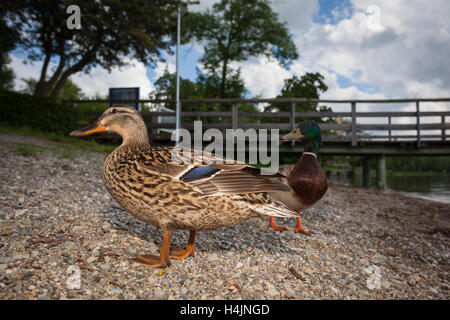 Niedrigen Sie Winkel Ansicht der Stockente (Anas Platyrhynchos) paar am See Chiemsee Ufer mit Pier im Hintergrund. Oberbayern. Deutschland. Stockfoto