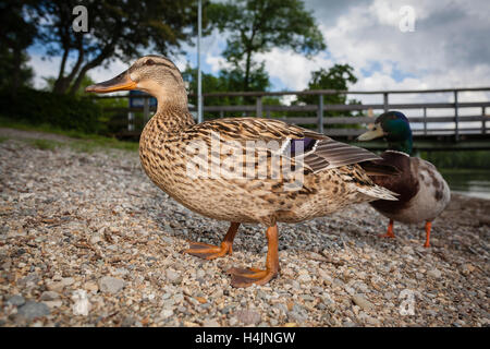 Niedrigen Sie Winkel Ansicht der Stockente (Anas Platyrhynchos) paar am See Chiemsee Ufer mit Pier im Hintergrund. Oberbayern. Deutschland. Stockfoto