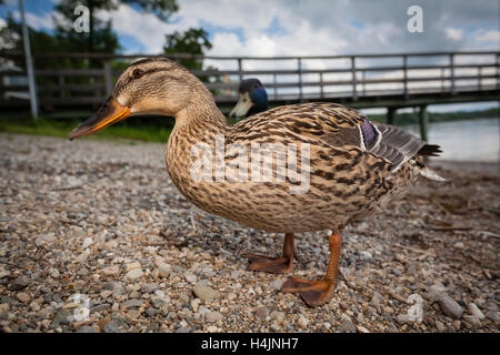 Niedrigen Sie Winkel Ansicht der Stockente (Anas Platyrhynchos) paar am See Chiemsee Ufer mit Pier im Hintergrund. Oberbayern. Deutschland. Stockfoto