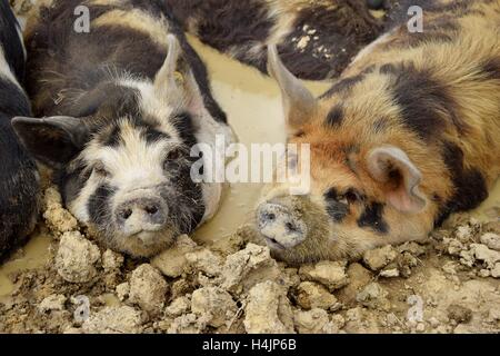 Kunekune Schweine in die schwelgen Stockfoto