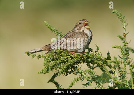 Corn Sie Bunting Emberiza Calandra Gesänge aus einem Lieblingslied Barsch Stockfoto