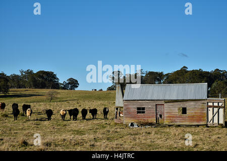 verfallene Outback Bush Haus mit Rinder im Fahrerlager in der Nähe von Glen Innes, Nsw, Australien Stockfoto