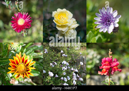 Mousehole, Cornwall, UK. 17. Oktober 2016. Großbritannien Wetter. Sommerpflanzen remontierend bei anhaltenden milden Temperaturen. Sehen hier Lampranthus, Osteospermum, Gazanien, Petunien, Rosen und Antirrhinum alles in voller Blüte in der kornischen Sonne. Bildnachweis: Simon Maycock/Alamy Live-Nachrichten Stockfoto