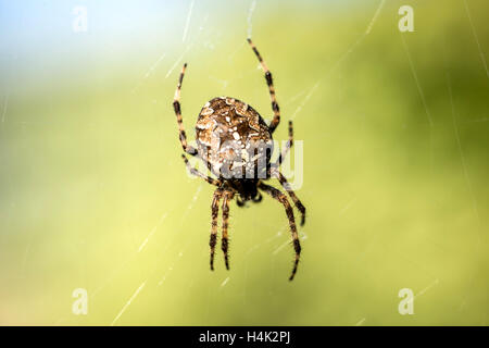 Sussex, UK. 17. Oktober 2016. Eine gemeinsame Kreuzspinne genießen die letzten herbstlichen Sonnenstrahlen in Sussex Garten Gutschrift: Andrew Hasson/Alamy Live News Stockfoto