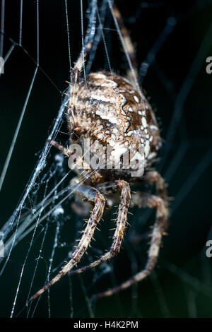 Sussex, UK. 17. Oktober 2016. Eine gemeinsame Kreuzspinne genießen die letzten herbstlichen Sonnenstrahlen in Sussex Garten Gutschrift: Andrew Hasson/Alamy Live News Stockfoto