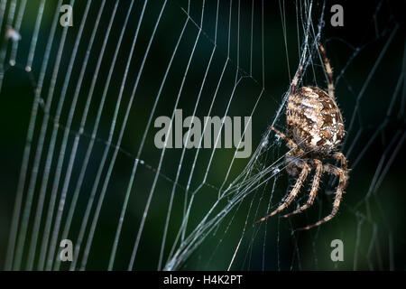 Sussex, UK. 17. Oktober 2016. Eine gemeinsame Kreuzspinne genießen die letzten herbstlichen Sonnenstrahlen in Sussex Garten Gutschrift: Andrew Hasson/Alamy Live News Stockfoto