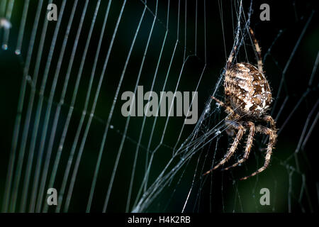 Sussex, UK. 17. Oktober 2016. Eine gemeinsame Kreuzspinne genießen die letzten herbstlichen Sonnenstrahlen in Sussex Garten Gutschrift: Andrew Hasson/Alamy Live News Stockfoto