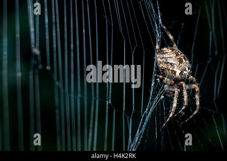 Sussex, UK. 17. Oktober 2016. Eine gemeinsame Kreuzspinne genießen die letzten herbstlichen Sonnenstrahlen in Sussex Garten Gutschrift: Andrew Hasson/Alamy Live News Stockfoto