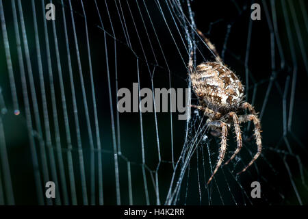 Sussex, UK. 17. Oktober 2016. Eine gemeinsame Kreuzspinne genießen die letzten herbstlichen Sonnenstrahlen in Sussex Garten Gutschrift: Andrew Hasson/Alamy Live News Stockfoto