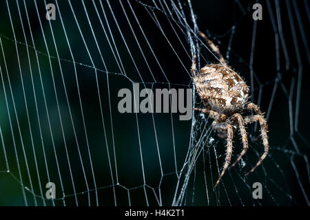 Sussex, UK. 17. Oktober 2016. Eine gemeinsame Kreuzspinne genießen die letzten herbstlichen Sonnenstrahlen in Sussex Garten Gutschrift: Andrew Hasson/Alamy Live News Stockfoto