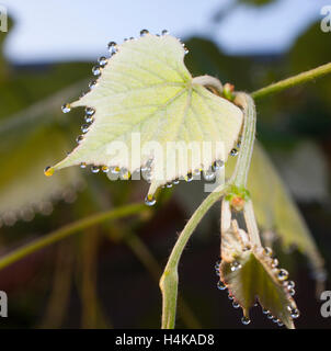 Neue Weinblatt, die morgens Tau drauf hat Stockfoto