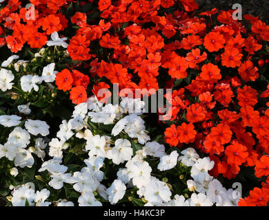 Hintergrund der roten und weißen Impatiens Blumen im Blumenbeet Stockfoto