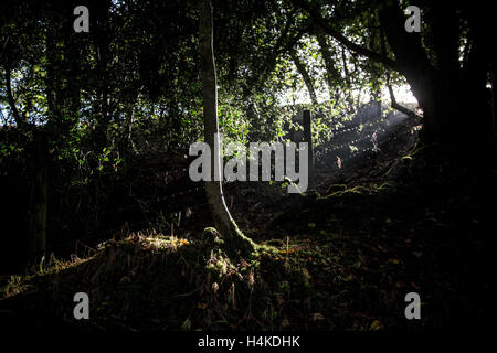 Devon copse im Herbst, Dickicht, Stacheldraht, weg, weg, weg, weg, weg, weg, weg, Kurs Stockfoto