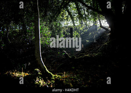 Devon copse im Herbst, Dickicht, Hintergrund, schön, Schönheit, hell, bunt, tiefen, tiefen Wald, Stacheldraht, weg, weg, weg, weg, weg, r Stockfoto