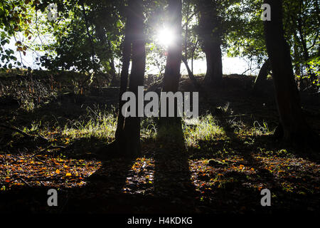 Devon Wäldchen im Herbst, Dickicht, Hintergrund, schön, Schönheit, hell, bunt, tief, tief im Wald, Umwelt, Herbst, Laub, f Stockfoto