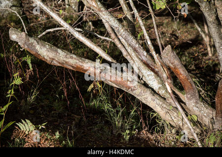 Schafe, die Rinde reibt, Stockfoto