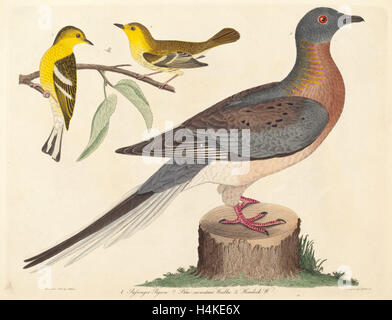 John G. Warnicke nach Alexander Wilson, Wandertaube, Blue-Mountain-Laubsänger und Hemlock Warbler, amerikanisch, starb 1818 Stockfoto