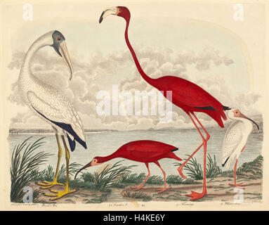 John G. Warnicke nach Alexander Wilson, Holz Ibis, Scarlet Ibis, Flamingo, und weißes Ibis, amerikanisch, starb 1818 Stockfoto