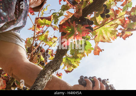 Frau Kommissionierung schwarzen Trauben - niedrigen Winkel - Weinlese - Serra Da Estrela, Portugal Stockfoto