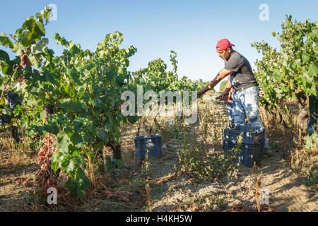 Menschen werfen eine Reihe von Trauben in einer Kiste im Weinberg im Quinta tun Aral, Weinlese - Serra Da Estrela, Portugal Stockfoto