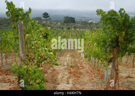 Reihen von Weinstöcken an einem nebligen Morgen - Weinlese - Serra Da Estrela, Portugal Stockfoto